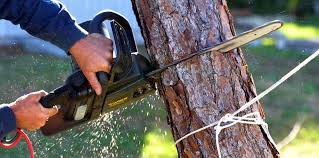 Professional  Tree Services in Hartford, WI