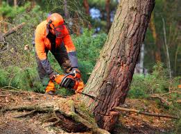 Best Commercial Tree Removal  in Hartford, WI